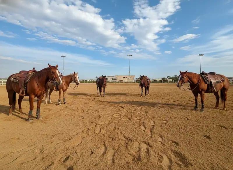 Donadeo Stables, Scuderie DeNiro — Equitazione