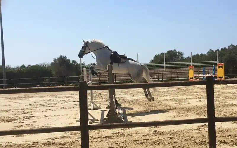Leccese Reitschule ASD - Ex Dirupo — Reiten