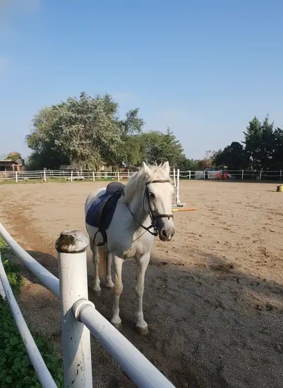 Viti Horse Club — Altamura