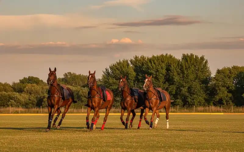 ASD Horse Club Piana degli Ulivi — Equitazione