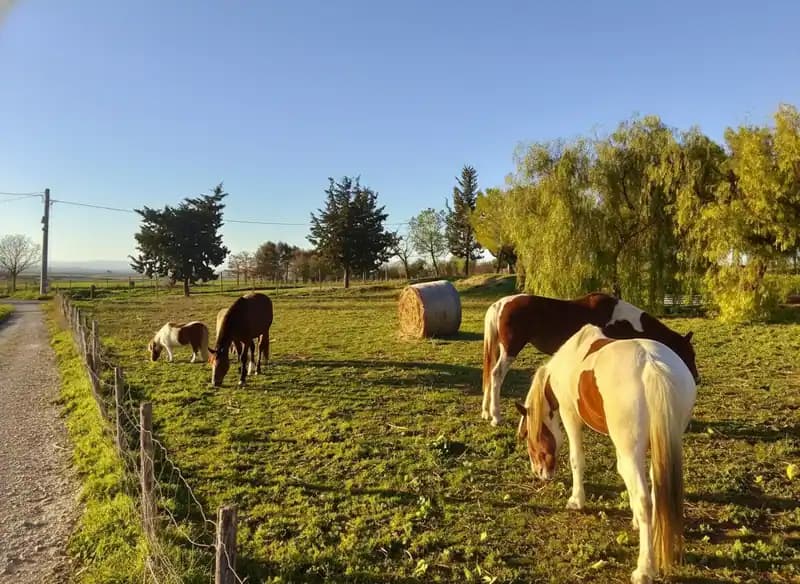 Little Ranch del Gargano — Equitazione