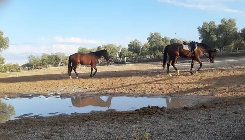 Acqua2o Stazione X — Equitazione