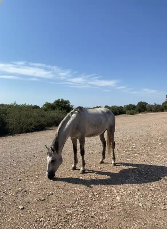 A.S.D. VIK'S HORSE TOUR — Cassano delle Murge