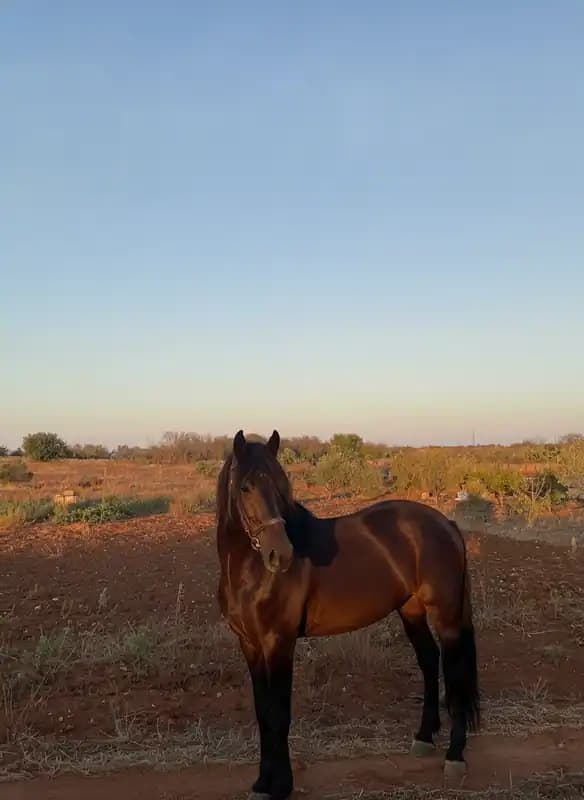 Maneggio martignano — Equitazione