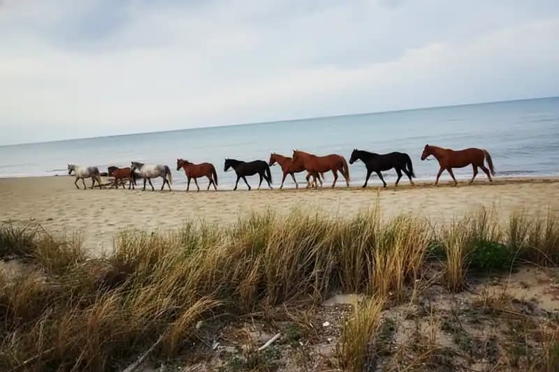 Centro Equestre Parco di Mare — Equitazione