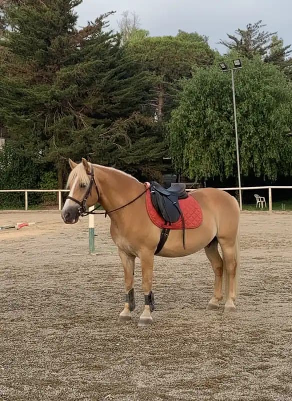 Reitanlage Le Cheval — Reiten