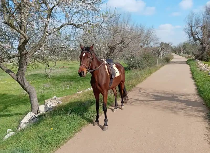 Salento Wild Ranch — Equitazione