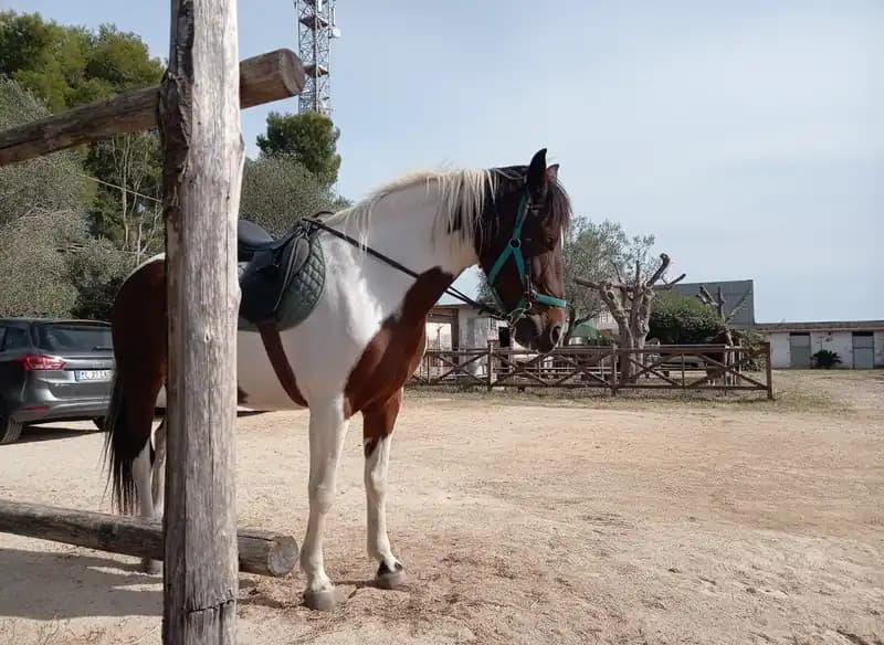 Ippocampo Club — Reiten