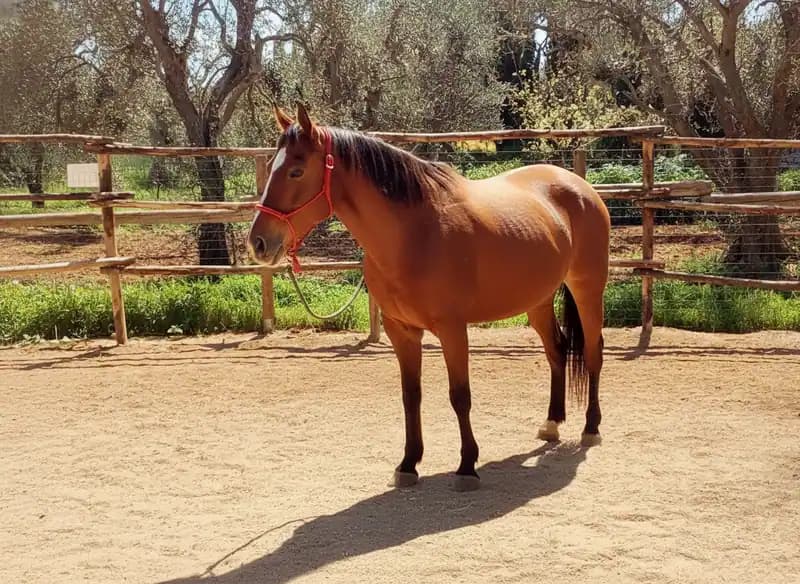 ASD Eden Ranch — Equitazione
