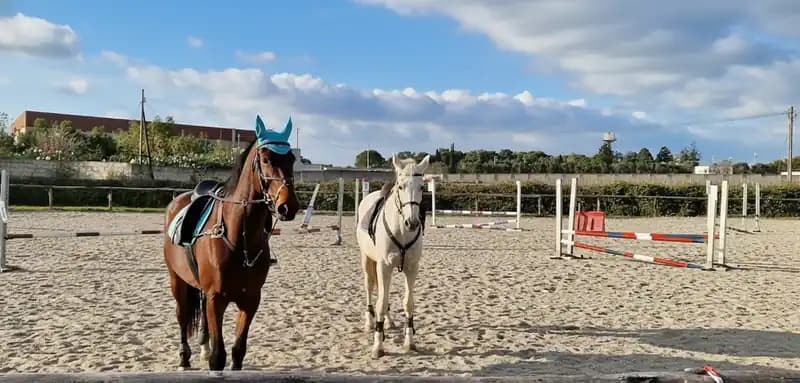 ASD L'Ilatro — Equitazione