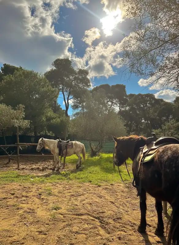ASD APS Family Horses centro equestre — Equitazione