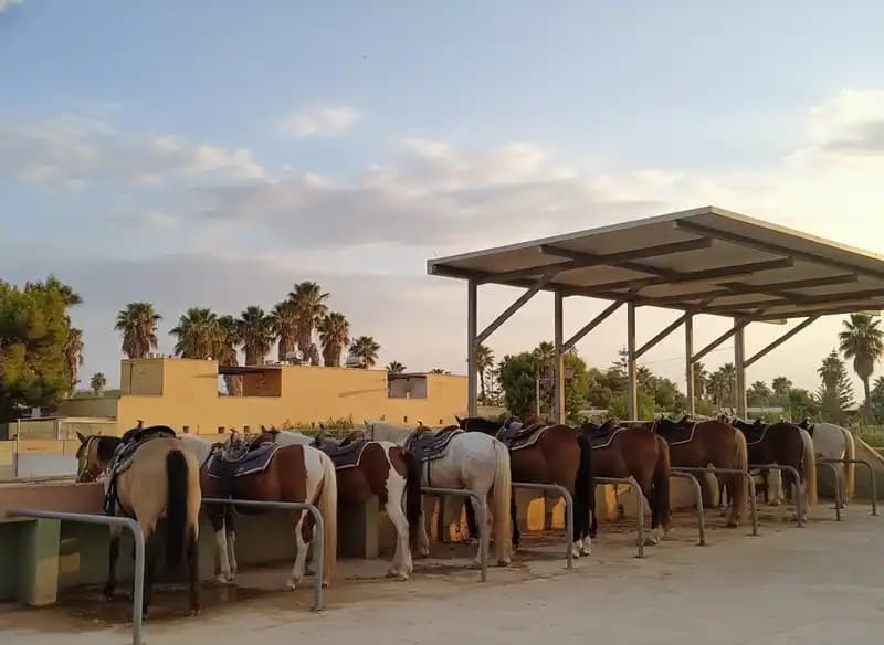 Salento EquiClub — Equitazione