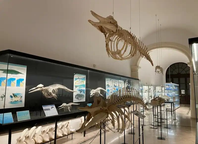 Meeresmuseum — Museen