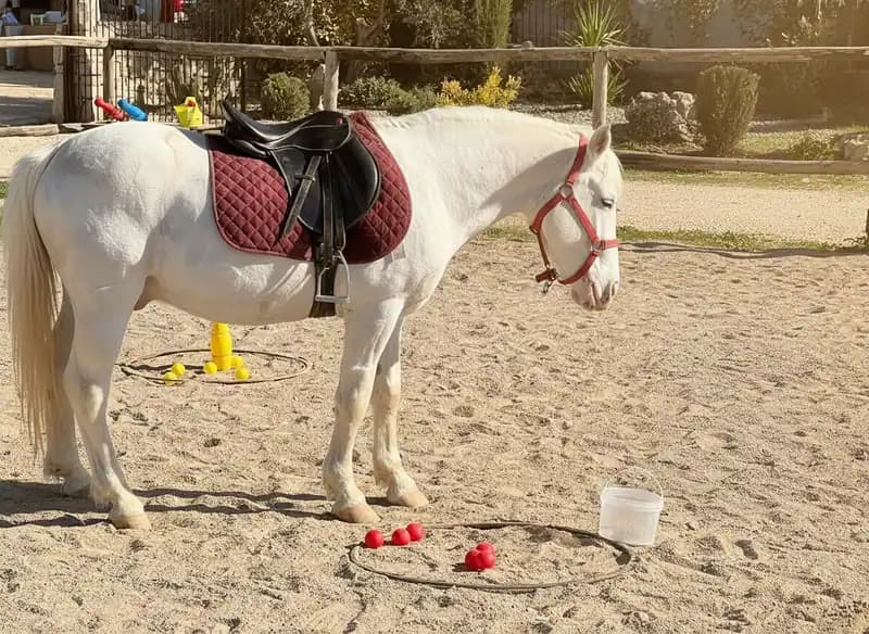 Scuderia Sant' Elia — Equitazione