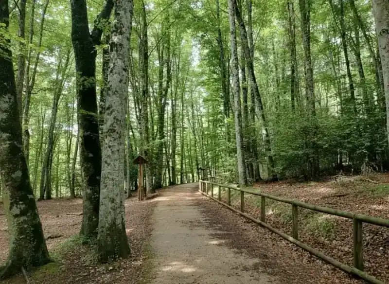 Naturschutzgebiet Foresta Umbra — Naturreservate
