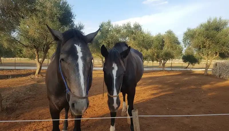 EQUUS RANCH circolo ippico a.s.d — Equitazione