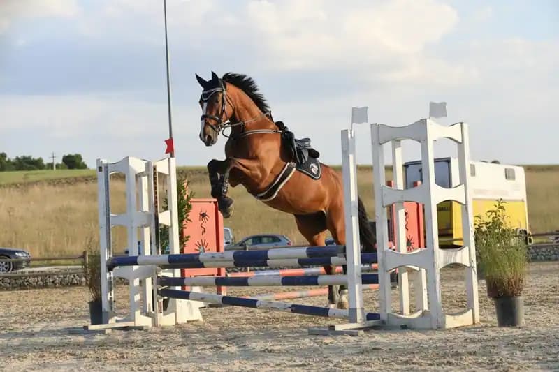 Horse Club Stea - ASD The Dream Scuola di Equitazione — Valenzano
