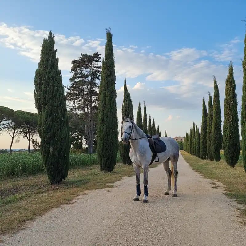A.S.D. Scuderia Mitrano — Brindisi