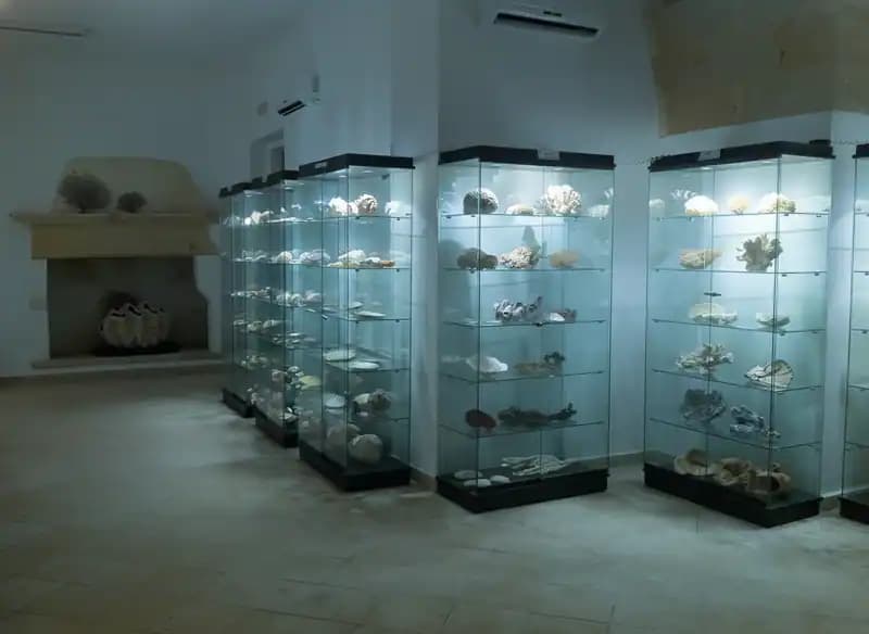 Museo della Conchiglia e del Corallo — Musei