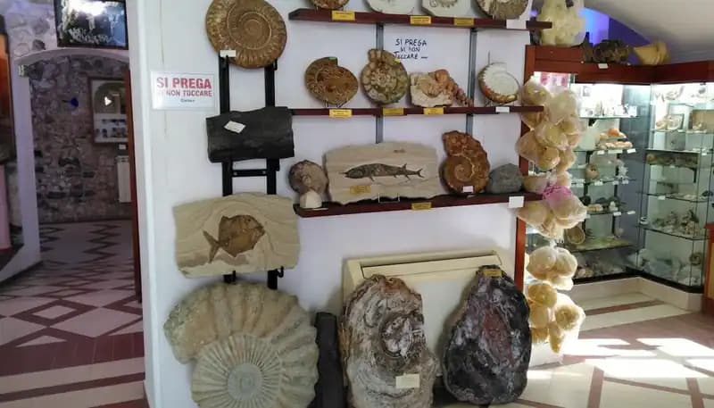 Malakologisches Museum von Vieste — Vieste