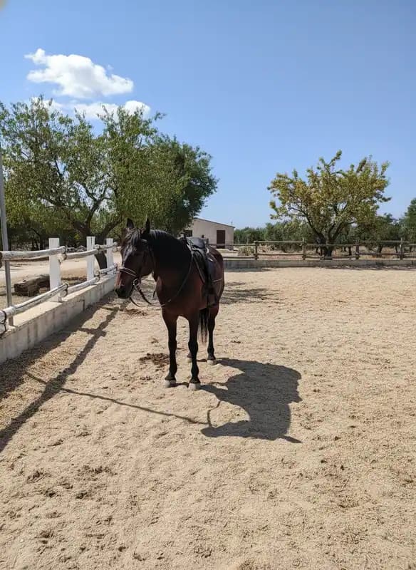 Scuderia Pellegrini Horses — Ruvo di Puglia