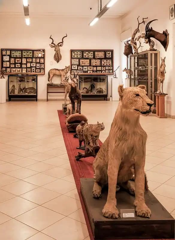 Chinesisches Missionsmuseum und Naturhistorisches Museum — Sava