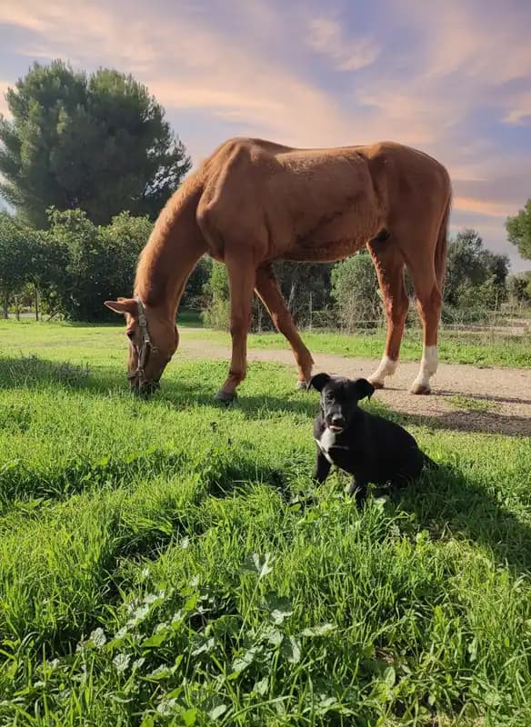 Lo Sperone Baio ASD — Taranto