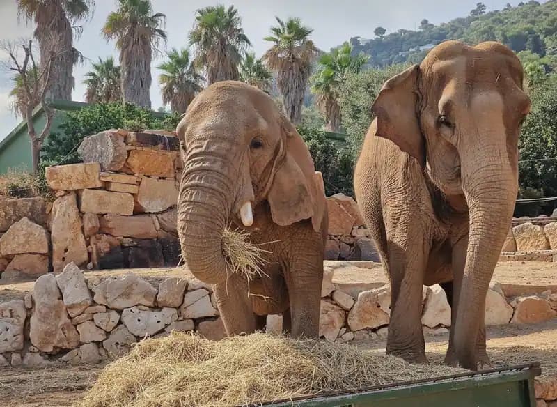 Zoosafari Fasanolandia — Fasano