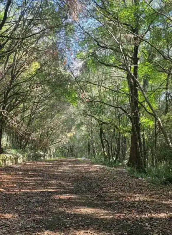 Riserva Naturale Bosco delle Pianelle — Martina Franca