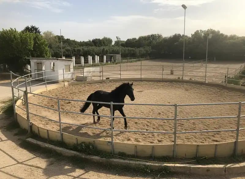Il Piccolo Ranch Maneggio — Martina Franca